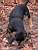 In the woods: Beau digging for ??? (252x)