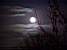 The moon (173x)