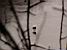 A coot seen through the trees in Kinderdijk (277x)