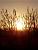 The rising sun (117x)
