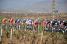 The peloton at the exit of Juliénas (2) (343x)