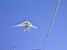 Little airplane (341x)