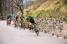 The peloton leaving Gréolières (245x)