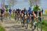 The peloton on cobble stones section 10 (982x)