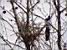 One of the two magpies building a nest in front of my flat (120x)
