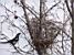 One of the two magpies building a nest in front of my flat (148x)