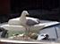 A sea-gull on the dustbin (246x)