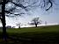 Trees in a park/golf course in Bristol (314x)