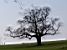 A tree in a park/golf course in Bristol (383x)
