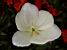 A daffodil in Salcombe (287x)