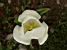 A daffodil in Salcombe (181x)