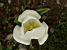 A daffodil in Salcombe (320x)