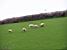 Sheeps in Salcombe (187x)