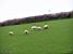 Sheeps in Salcombe (321x)