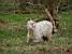 Un mouton à poil long à Salcombe (1033x)