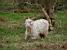 A long-haired sheep in Salcombe (1203x)