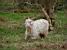 A long-haired sheep in Salcombe (1033x)