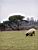 Un mouton dans Dartmoor National Park (124x)