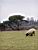 A sheep in Dartmoor National Park (251x)