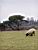 Een schaap in Dartmoor National Park (117x)