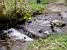 River in Dartmoor National Park (129x)