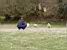 Thomas among the sheeps (294x)