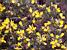 Des fleurs dans Dartmoor National Park (152x)