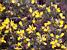 Flowers in Dartmoor National Park (272x)