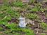 Bristol: A squirrel in the 'Brandon Hill' park (248x)