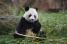 De etappe startte in het ZooParc de Beauval, met de panda's (350x)