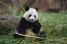 The stage started at the ZooParc de Beauval, with the pandas (444x)