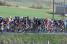 The peloton surrounded by fields (2) (507x)