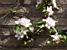 Des fleurs dans le pommier (239x)
