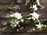Blossom in the apple tree (389x)