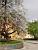 A tree in front of coloured houses in Warsaw (154x)