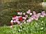 Tulipes in a parc in Warsaw (379x)