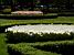 Tulipes in a parc in Warsaw (249x)