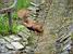 Drinking squirrel (254x)