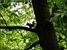 A squirrel in a tree (291x)