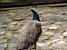 A peacock in a parc in Warsaw (258x)