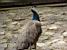 A peacock in a parc in Warsaw (121x)