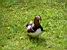 Un canard coloré dans un parc à Varsovie (168x)
