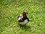 Colourful duck in a parc in Warsaw (305x)