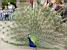 A peacock in a parc in Warsaw (266x)