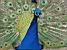 A peacock in a parc in Warsaw (249x)