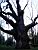 An old oak on the way from Warsaw to Krakow (273x)