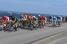 The peloton at the sea side (2) (391x)