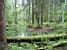 The Białowieska forest (259x)
