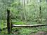 The Białowieska forest (261x)
