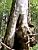One of the old oaks in Stara Białowieza (the old Białowieska) (241x)